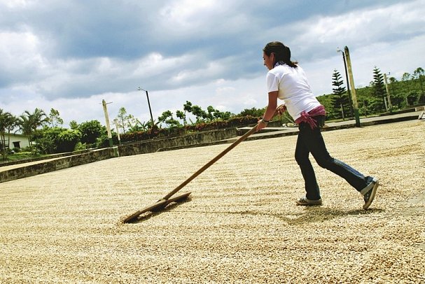 Grünes Paradies - Doka Kaffeeplantage