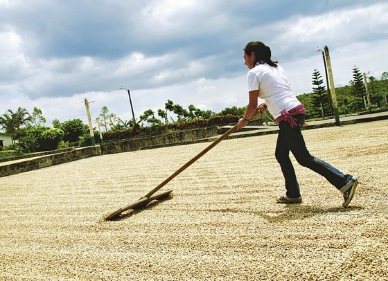 Grünes Paradies - Doka Kaffeeplantage