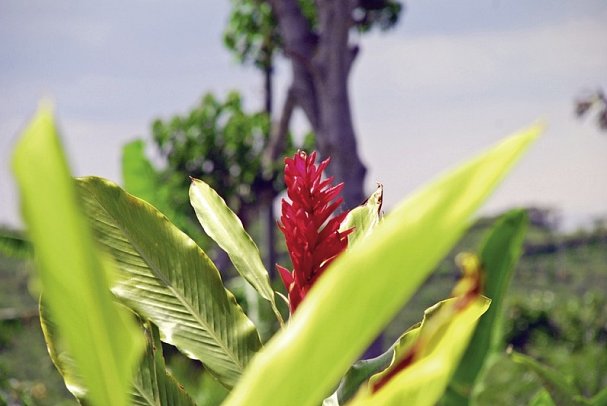 Grünes Paradies (10 Nächte ) - Doka Kaffeeplantage