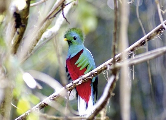 Costa Ricas wilder Süden - Quetzal