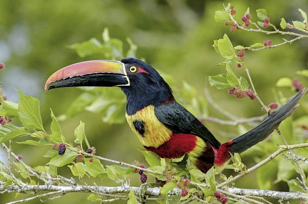 Costa Rica - Aktiv & Relax