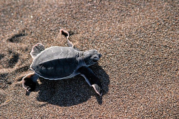 Costa Rica - Aktiv & Relax - Schildkröte, Tortuguero NP