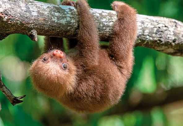 Costa Rica - Aktiv & Relax - Faultier, Puerto Viejo