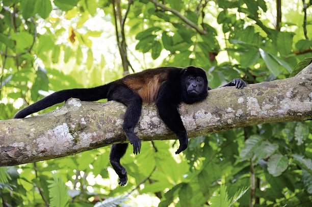 Dschungelabenteuer für die ganze Familie