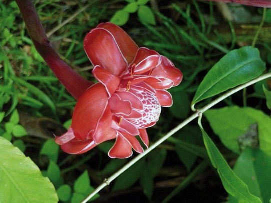 Abenteuer zwischen Vulkan und Regenwald
