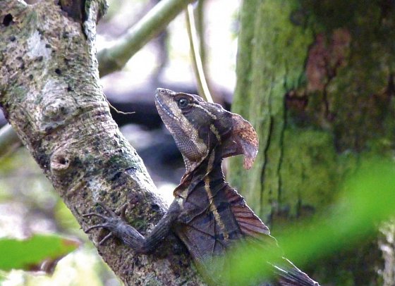 Abenteuer zwischen Vulkan und Regenwald