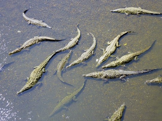 Höhepunkte Costa Ricas (14 Nächte)