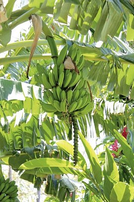 Höhepunkte Costa Ricas (14 Nächte)