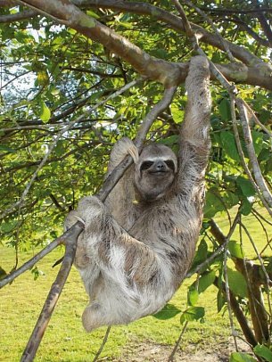 Höhepunkte Costa Ricas (14 Nächte)