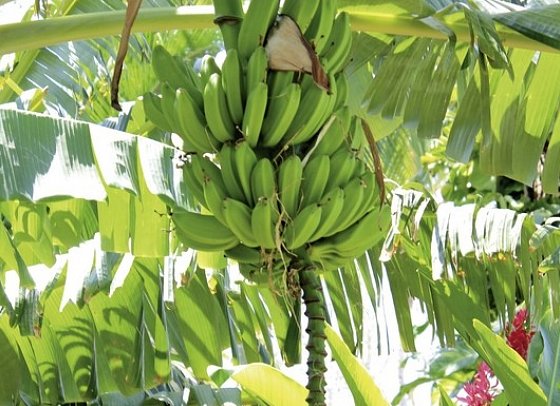 Höhepunkte Costa Ricas (14 Nächte)