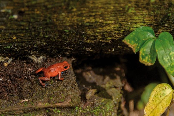 Karibik- und Dschungeltour
