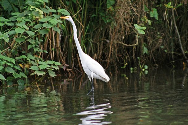 Karibik- und Dschungeltour