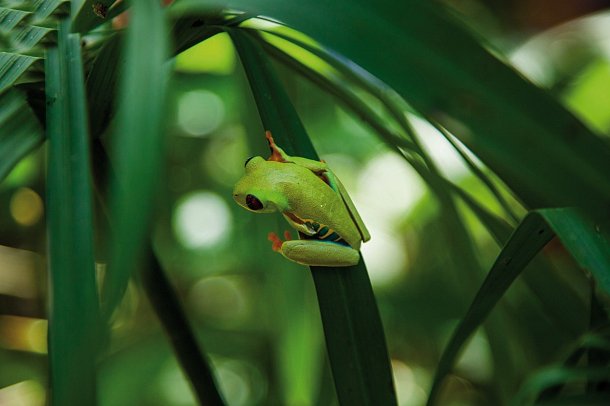 Karibik- und Dschungeltour
