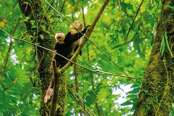 Karibik- und Dschungeltour