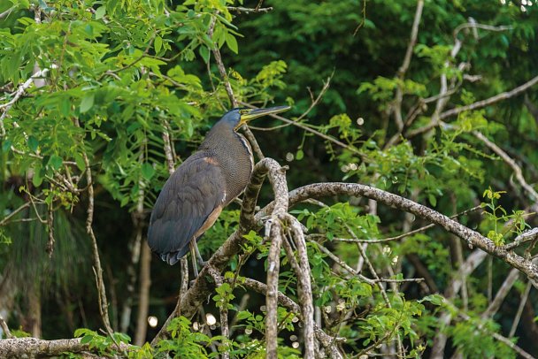 Karibik- und Dschungeltour