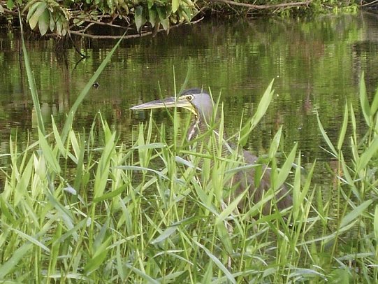 Karibik- und Dschungeltour