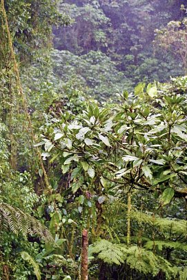 Nebelwald Monteverde