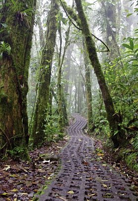 Nebelwald Monteverde