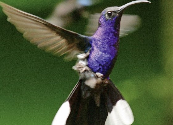 Nebelwald Monteverde