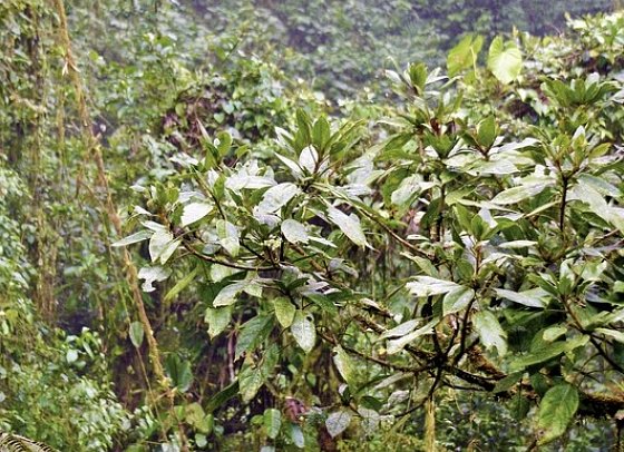 Nebelwald Monteverde