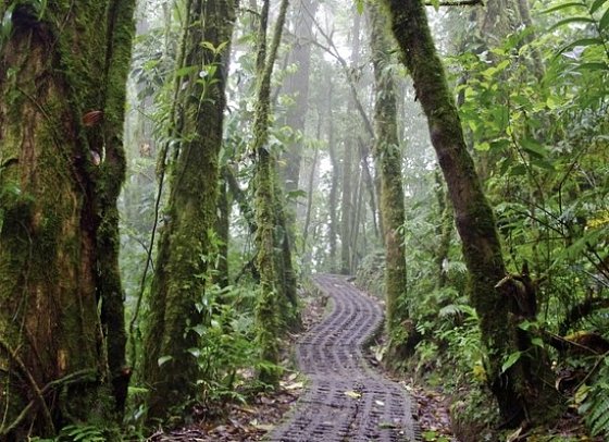 Nebelwald Monteverde
