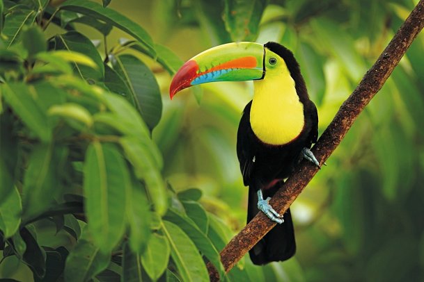 Nationalpark Corcovado