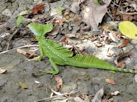 Nationalpark Corcovado