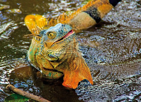 Costa Rica - auf die feine Art entdecken