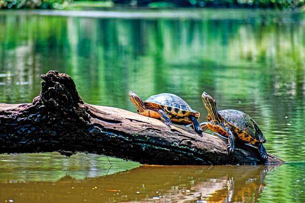 Farbenmeer Costa Rica - Tortuguero NP