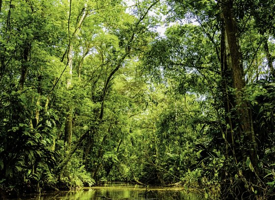 Costa Rica - Auf der Suche nach den Faultieren