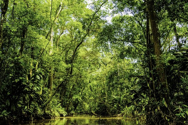 Costa Rica - Auf der Suche nach den Faultieren