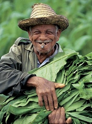 Cocktail Cubano - Tabakanbau