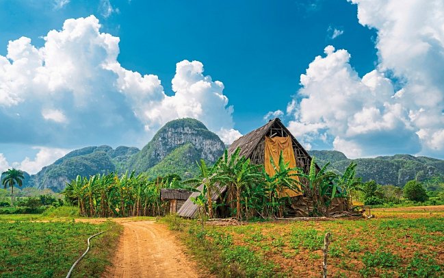 Cocktail Cubano - Tabakfeld, Viñales