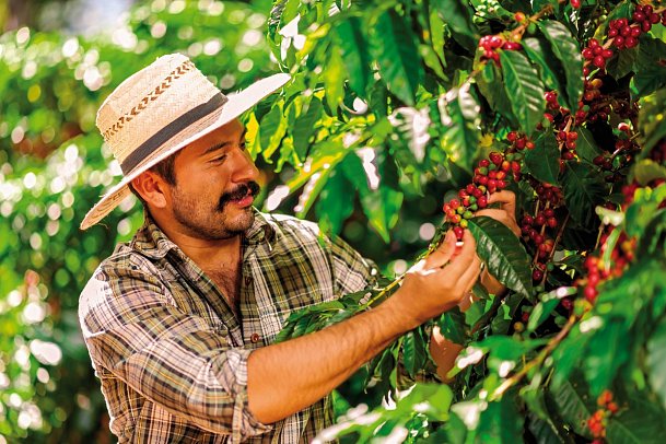 Große Kuba Rundreise - Kaffee-Ernte