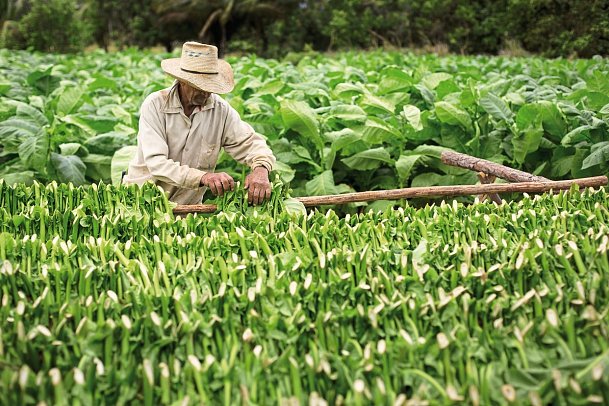 Große Kuba Rundreise - Tabakanbau