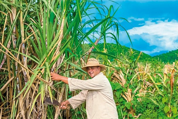 Kubas Westen auf eigene Faust - Zuckerrohrernte in Santa Clara