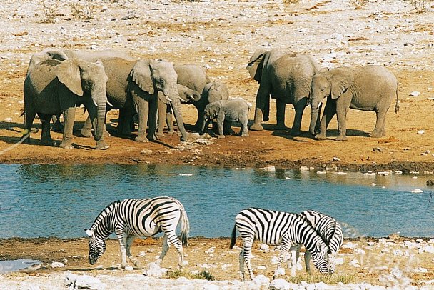 Namibia Classic für Selbstfahrer - Wasserloch im Etosha Nationalpark