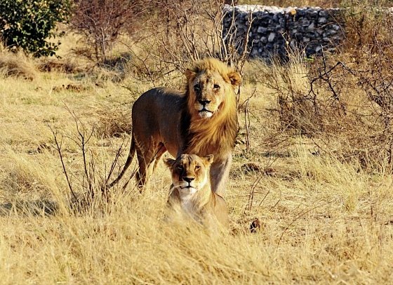 Namibia Classic für Selbstfahrer - Etosha Nationalpark