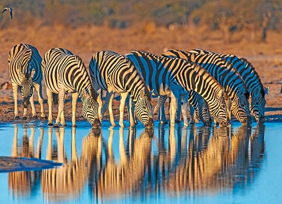 Namibia Classic für Selbstfahrer - Etosha Nationalpark