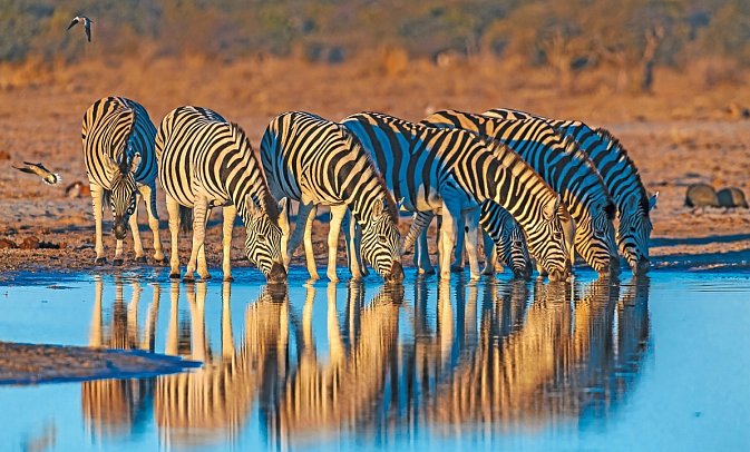 Namibia Classic für Selbstfahrer - Etosha Nationalpark