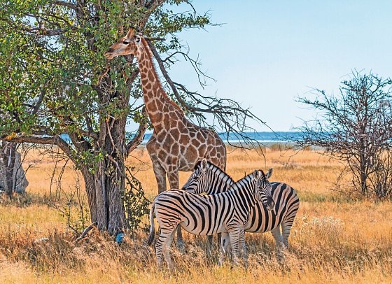 Namibia Classic für Selbstfahrer - Etosha Nationalpark