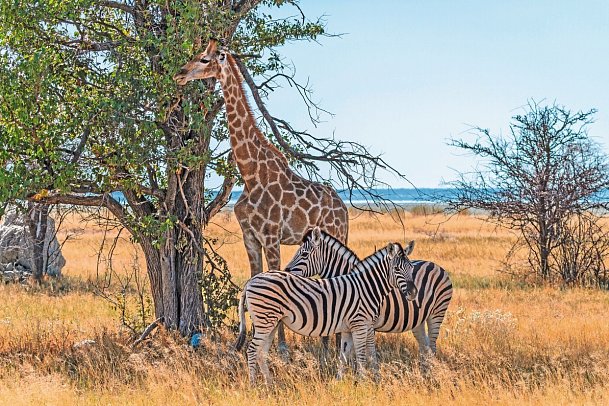Namibia Classic für Selbstfahrer - Etosha Nationalpark
