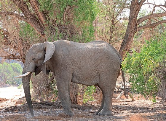 Namibia Classic für Selbstfahrer - Wüstenelefant am Brandberg