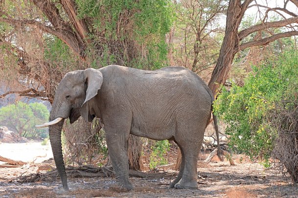 Namibia Classic für Selbstfahrer - Wüstenelefant am Brandberg