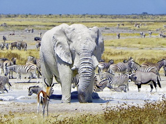 Namibia Classic für Selbstfahrer - Etosha Nationalpark