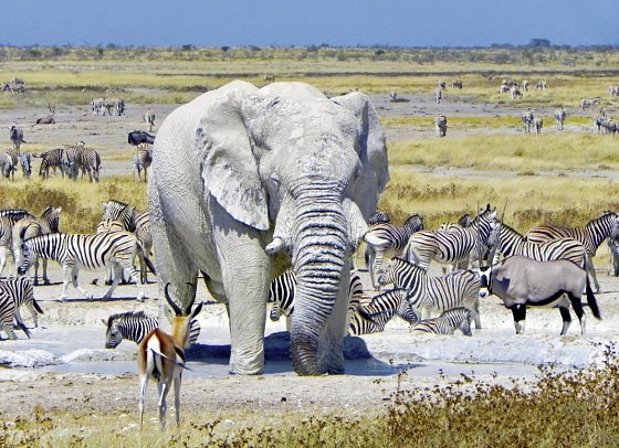Namibia Classic für Selbstfahrer - Etosha Nationalpark
