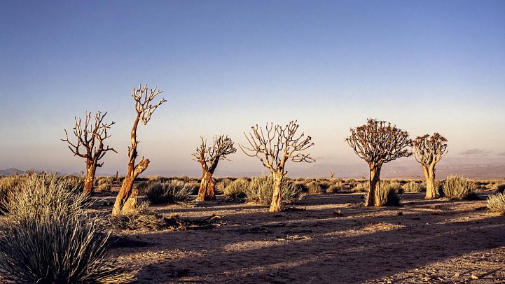 Traumreise Namibia - Köcherbaumwald