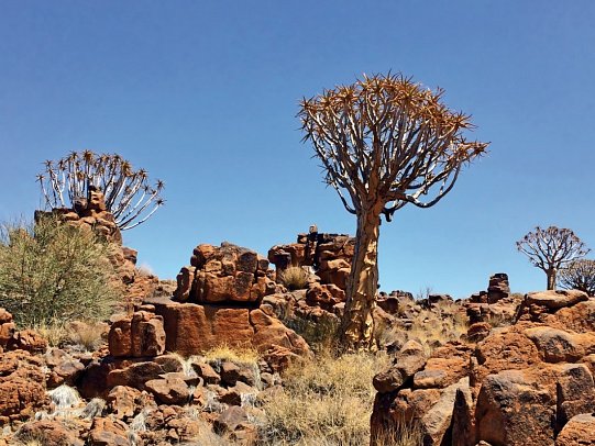 Traumreise Namibia - Köcherbaumwald
