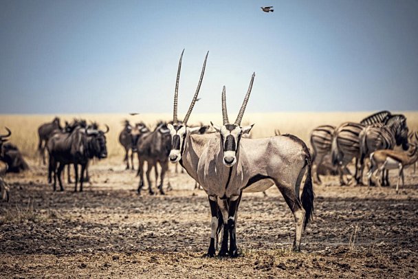 Traumreise Namibia - Oryxantilopen, Gnus und Zebras in Etosha NP