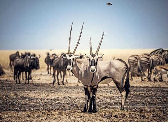 Namibia - Roter Sand, weiter Horizont - Oryxantilopen, Gnus und Zebras in Etosha NP